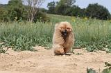 CHOW CHOW 079